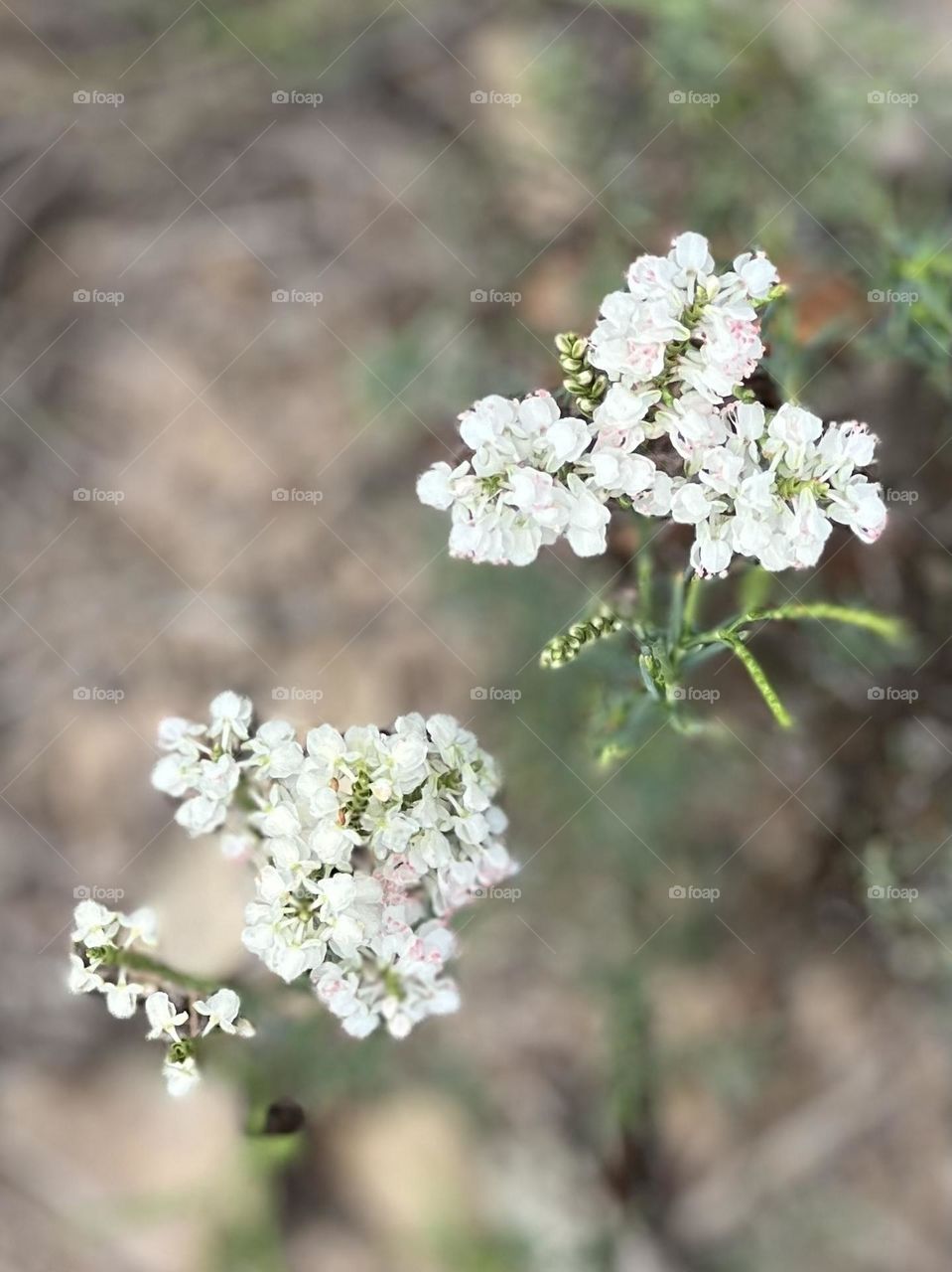 From above. Ethereal Achillea still bloom along the main road in the Texas drought 🤍