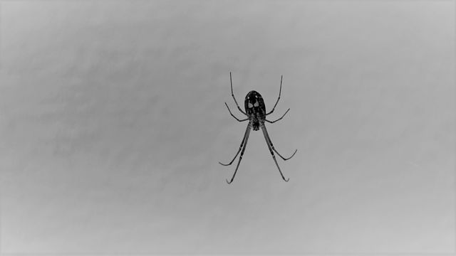 Closeup Scary spider happily waiting for prey