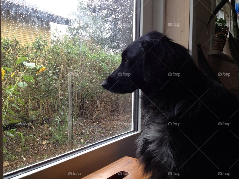 Looking out the window