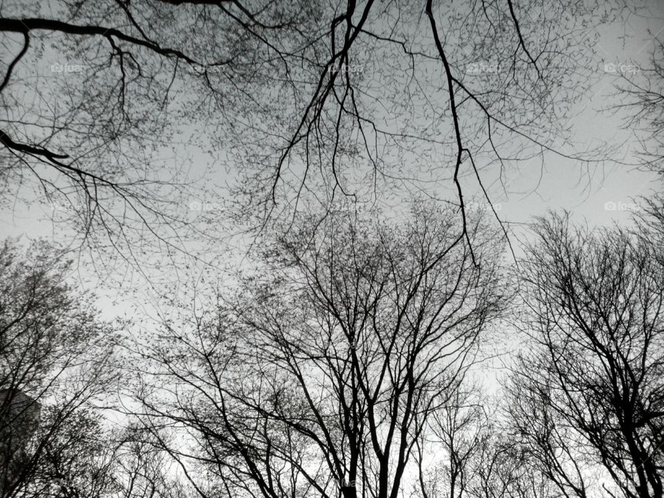 Tree, Wood, Landscape, Branch, Fog