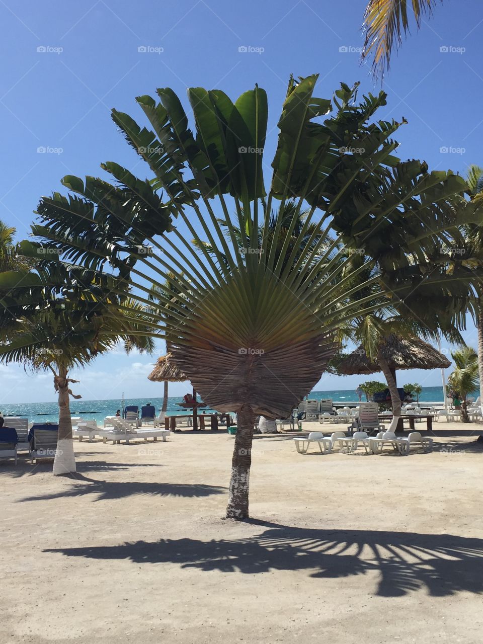 Palm at Starfish Island, Belize