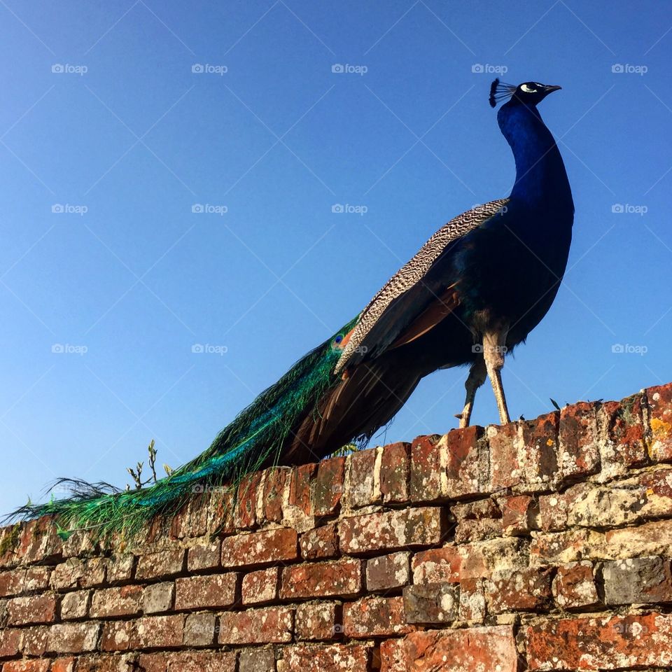 Peacock on a wall 