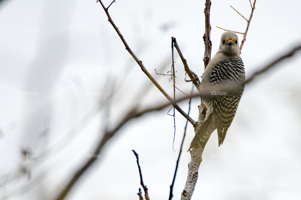 Bird, No Person, Wildlife, Nature, Outdoors