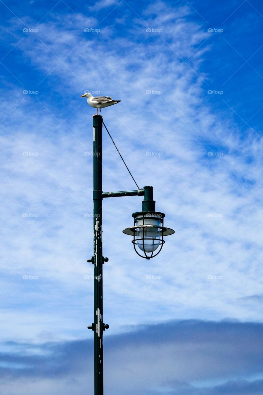 Seagull on street light