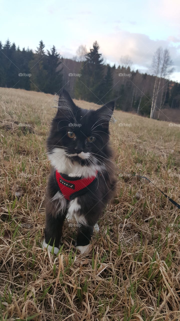 Kitten in leash