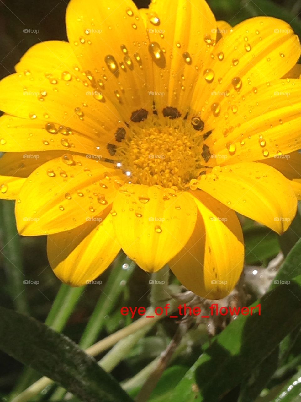 Gorgeous yellow flower 