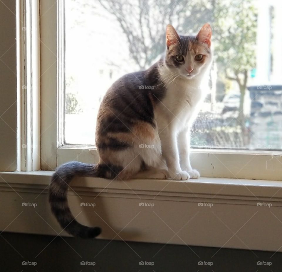 Cat on a windowsill