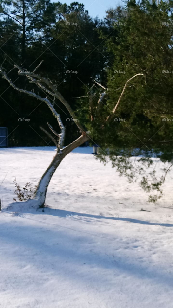 mimosas tree in snow