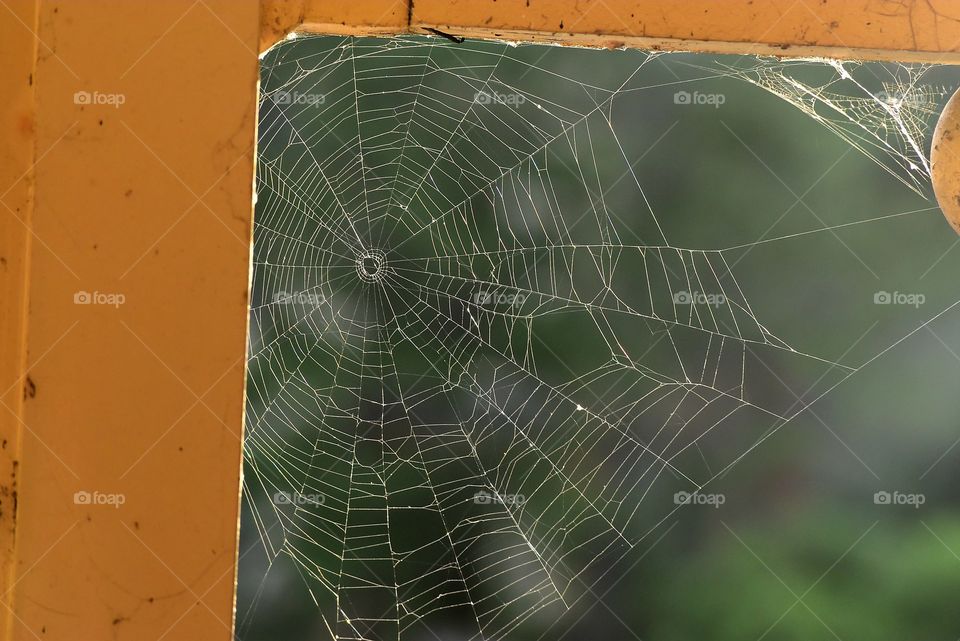 spider webbing