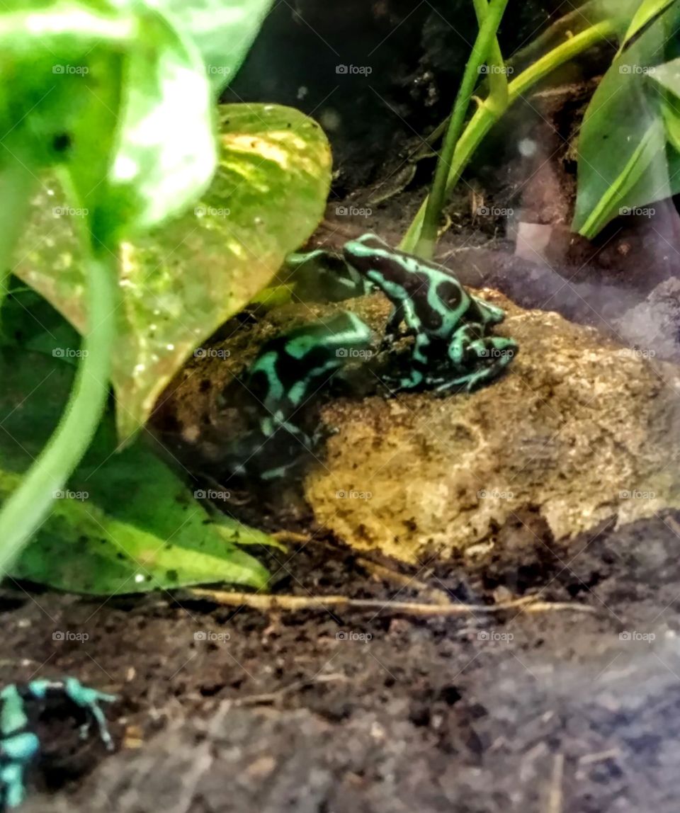 Green dart frogs