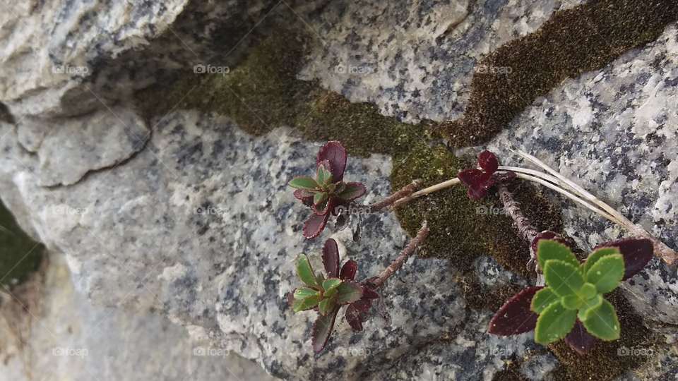 succulent growing out of mossy crack in granite in kings canyon national park