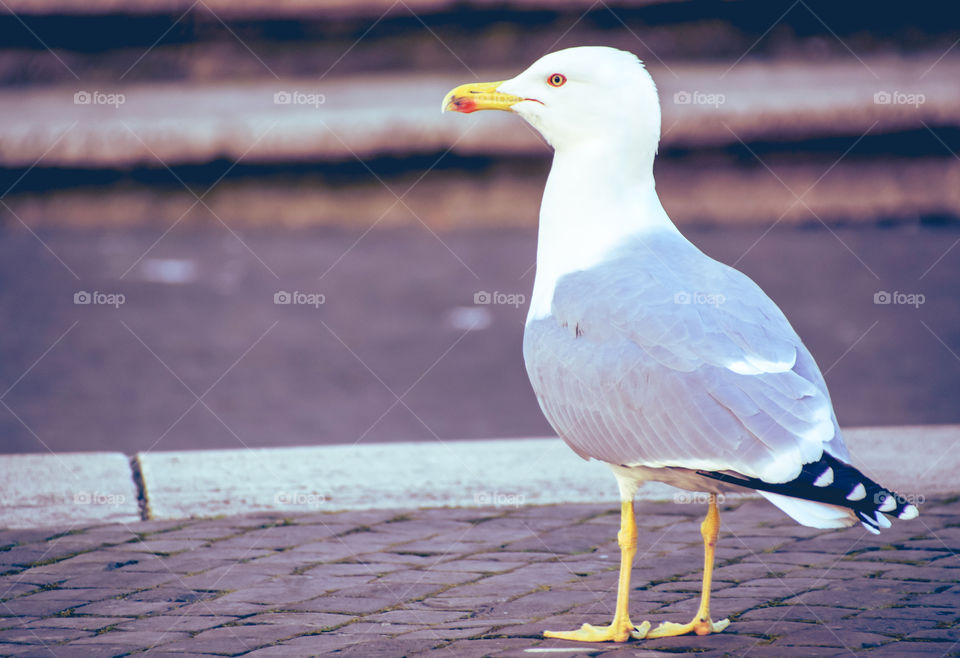 Gracefull Seagull On Cobbled Street
