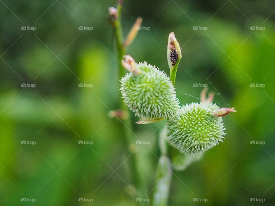 A little plant at Maokong - Taipei,Taiwan