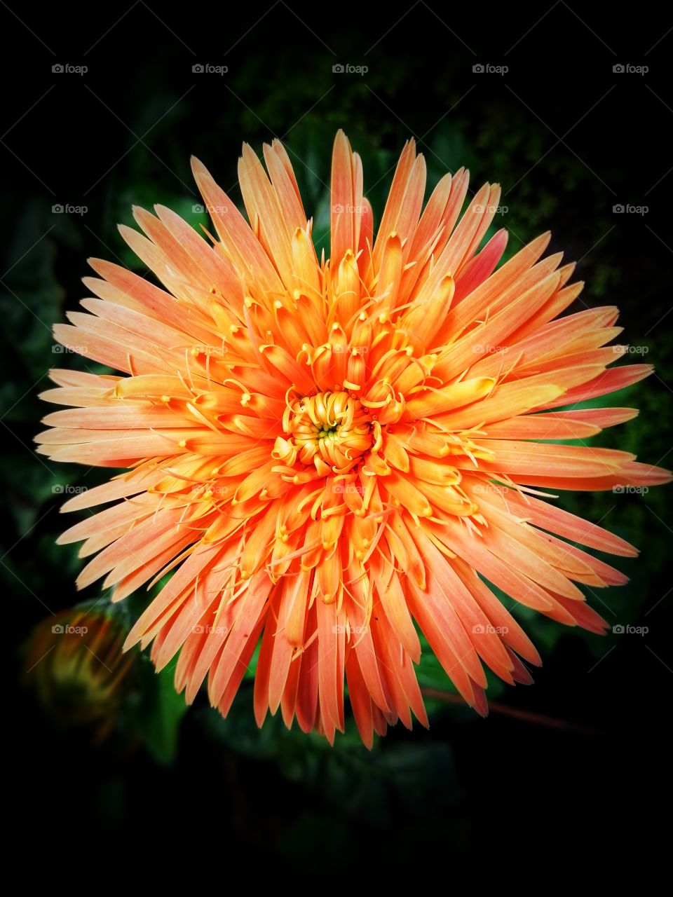 Orange colored daisy flower.