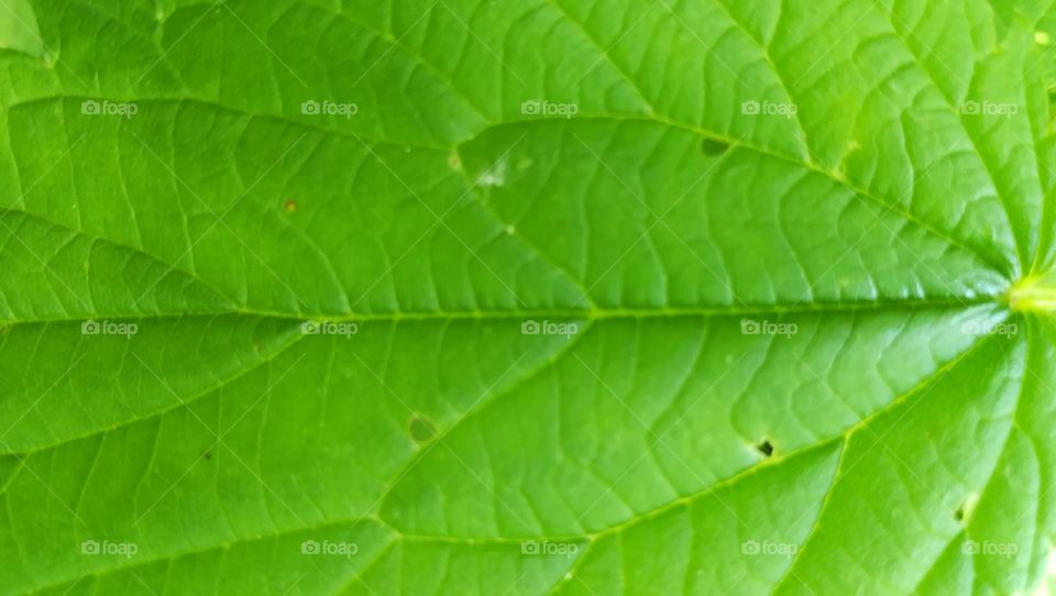 Leaf closeup