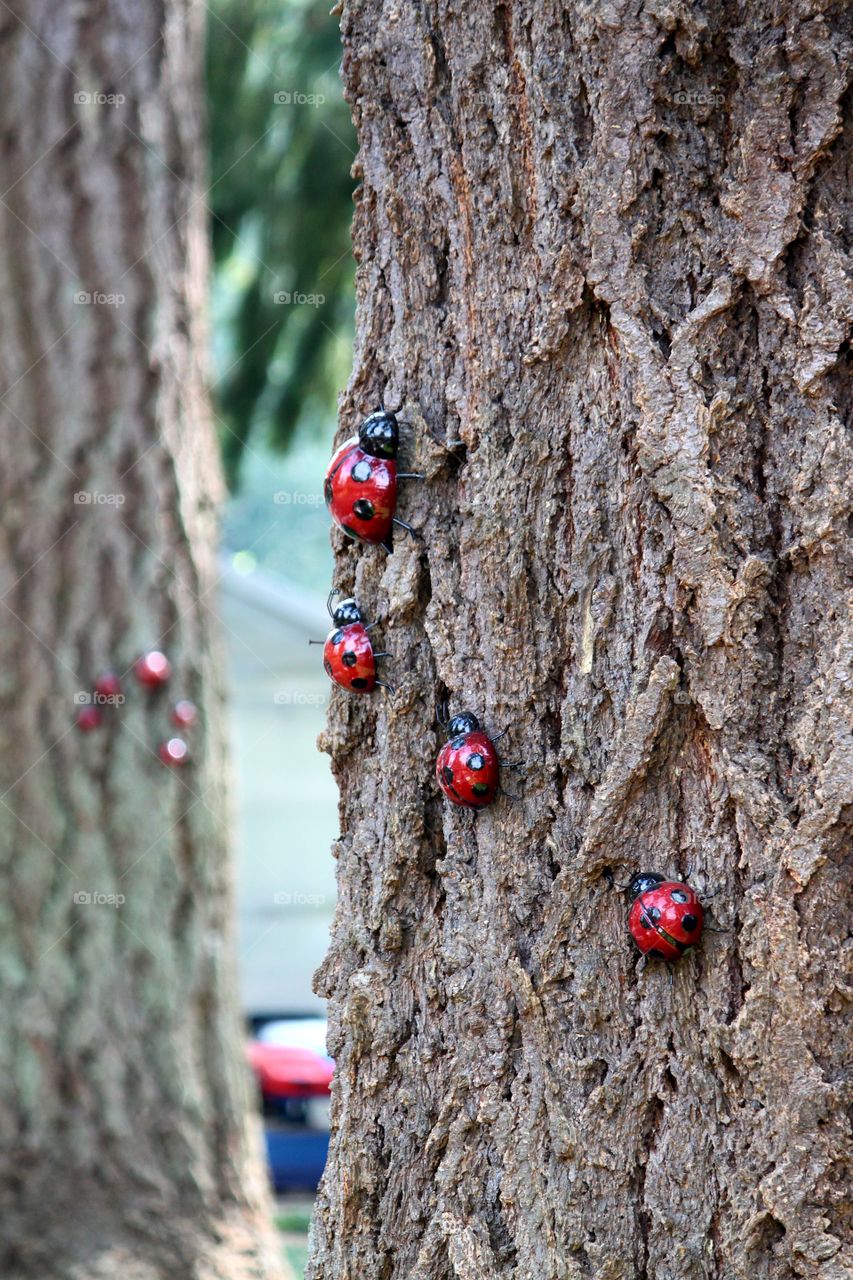 Ladybugs