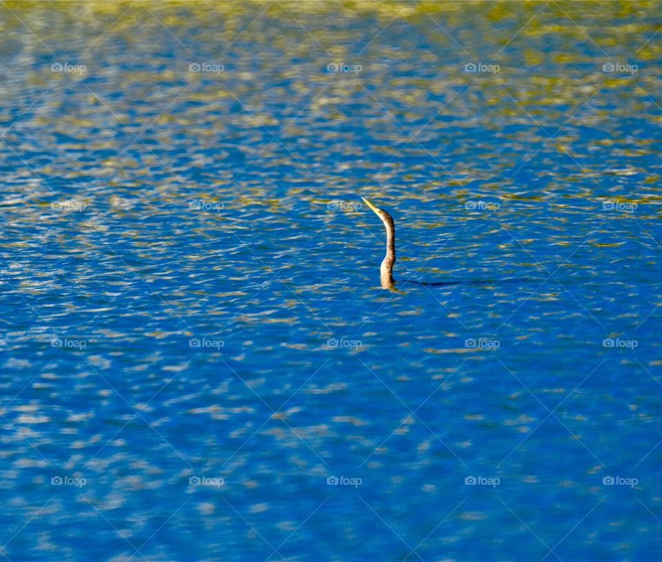 One silly goose. Diving duck