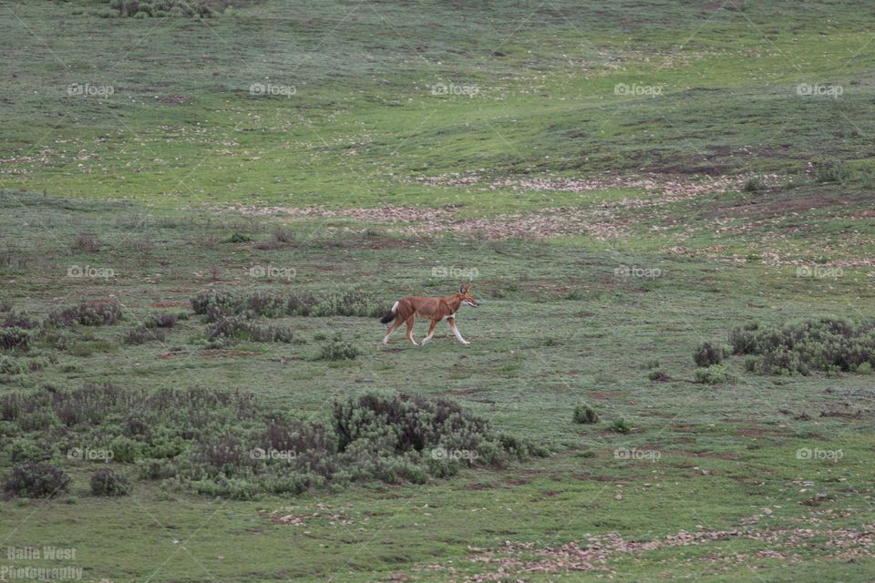 Ethiopian wolf 45