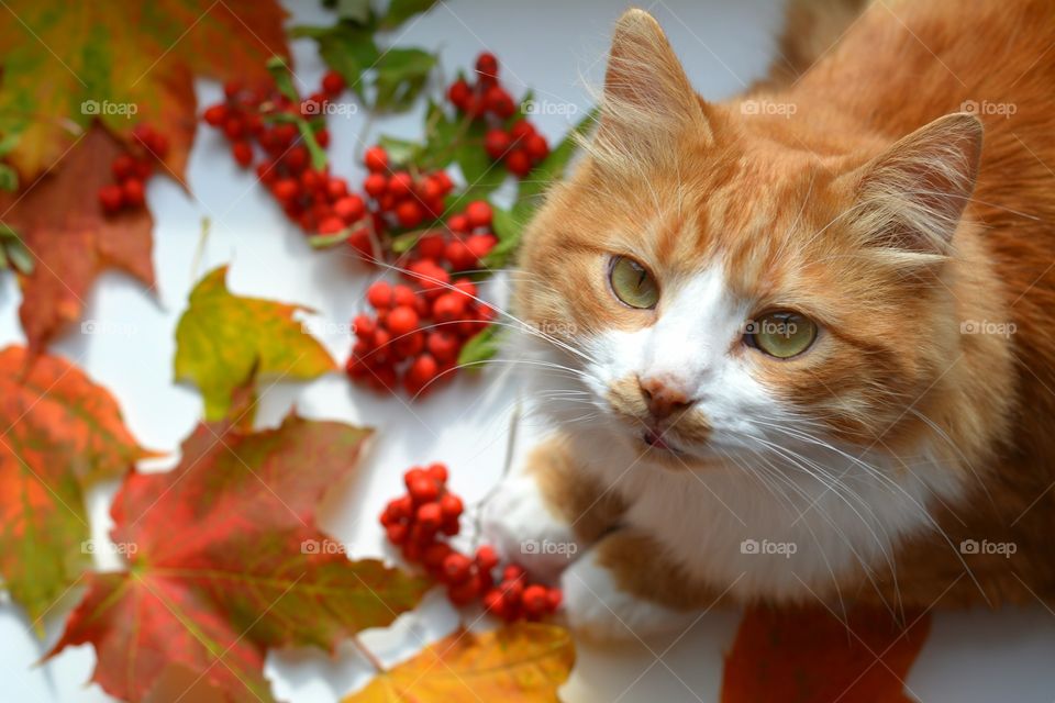 ginger cat pet look autumn time