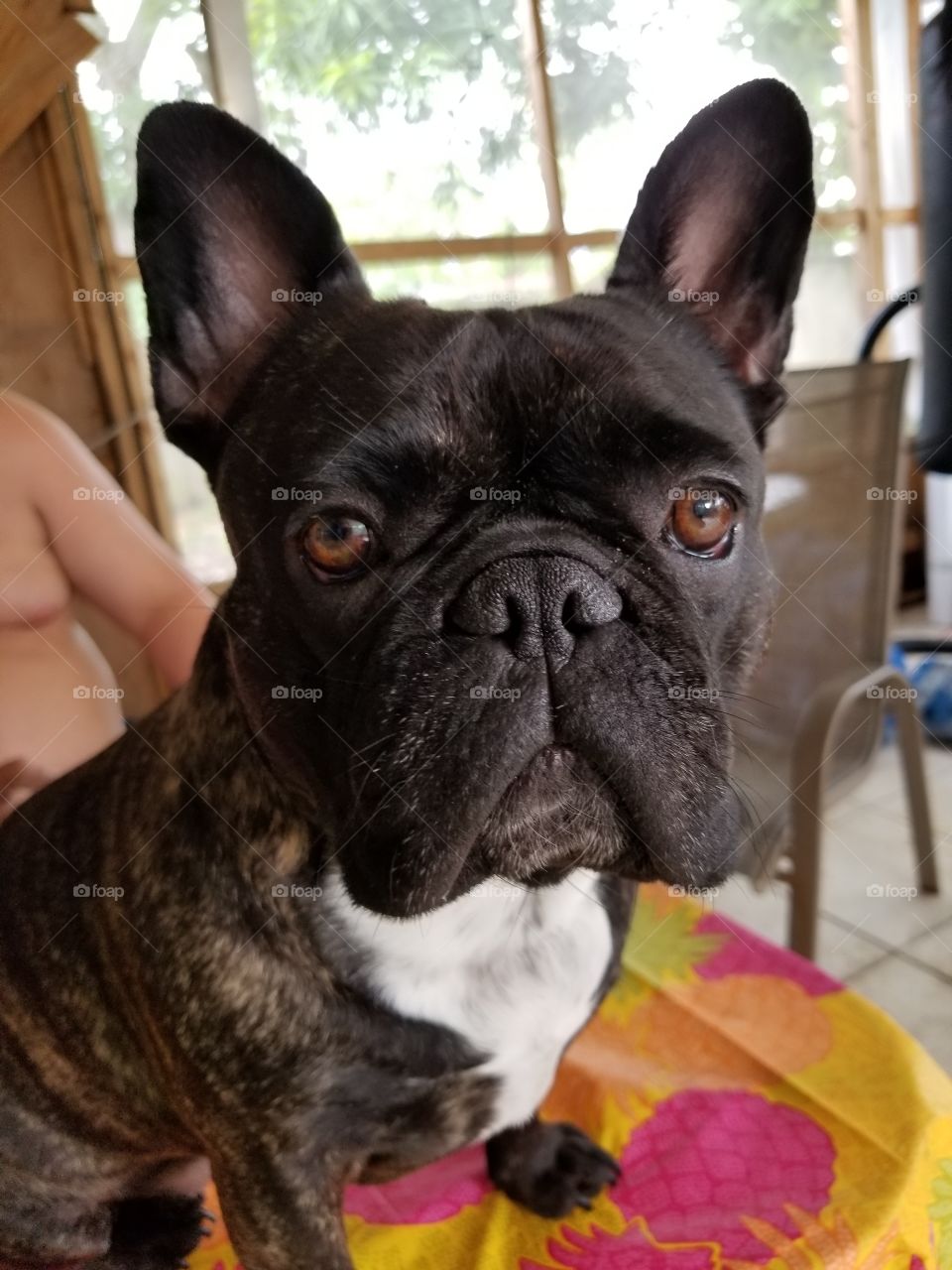 Frenchie Close Up