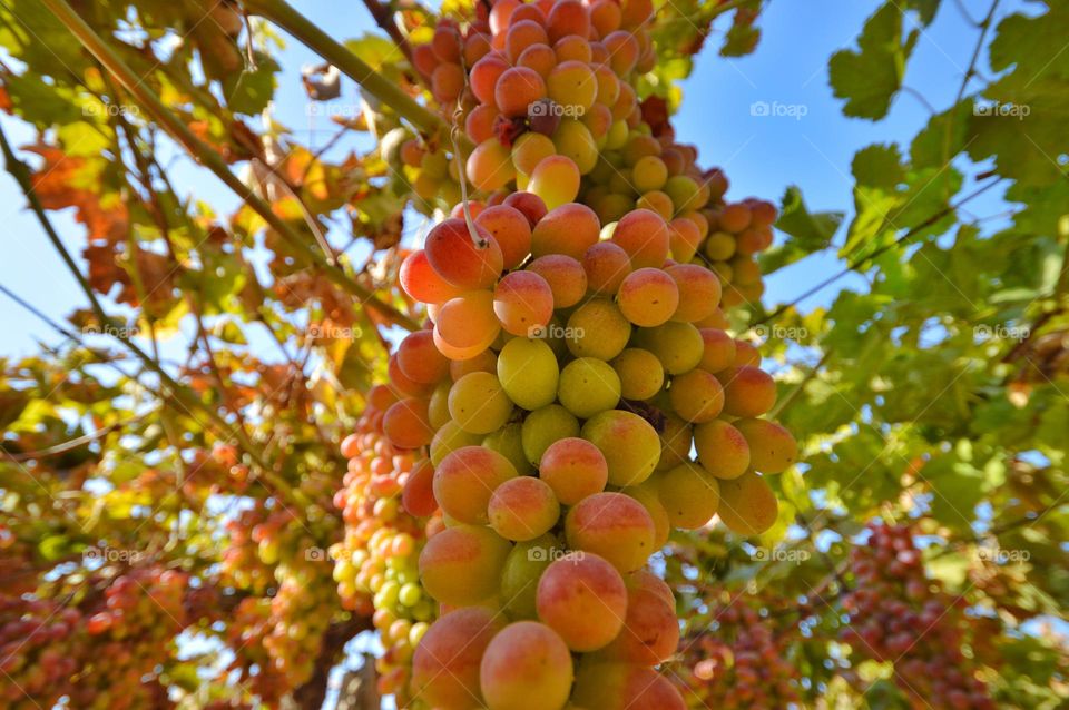 grapes hang in clusters from a branch. late Asian wine grape variety. photo Not for sale ©.