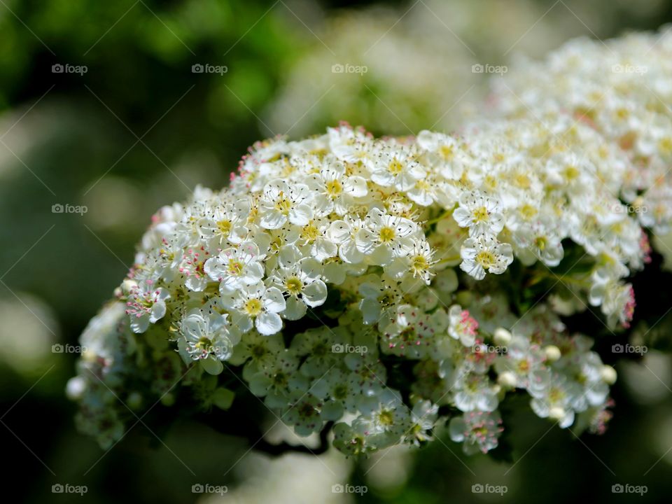 Wild Flowers Exmoor