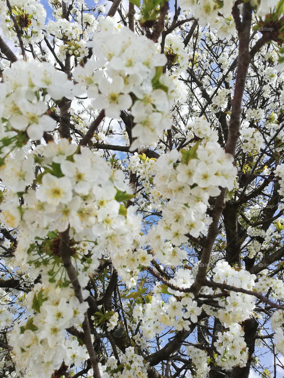Walking under this white petaly cherry tree. You can almost feel sunshine breaching through those little branches and bumblebees buzzing around. Springtime is awesome!