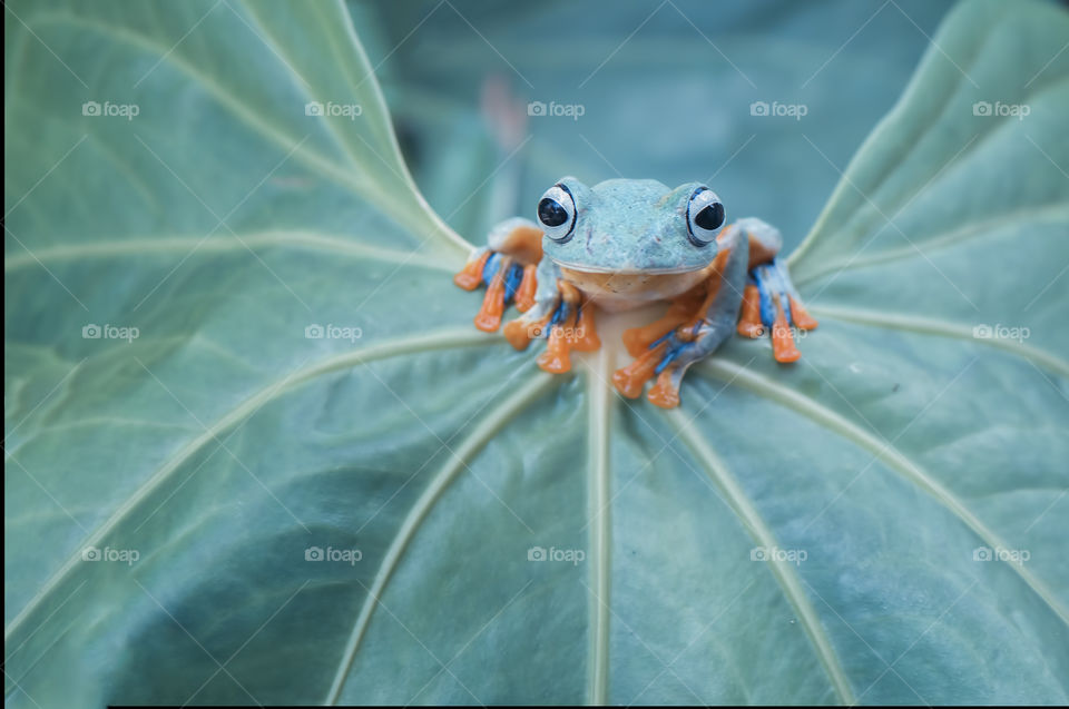 Flying Froh on the leaf