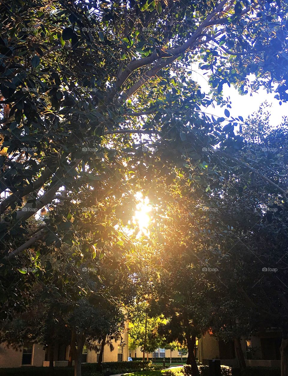 Capture of the sun peeking through the trees in an urban environment 