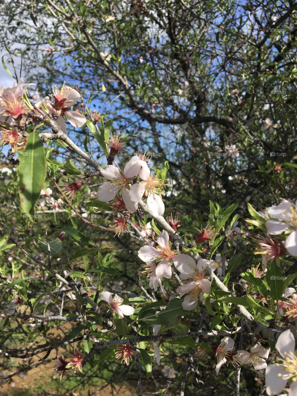 almond blossom