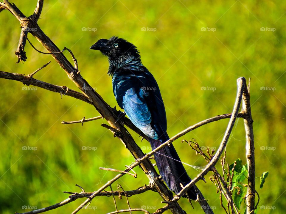 Belíssimo anu coroca exibindo o esplendor de suas penas em uma manhã de verão