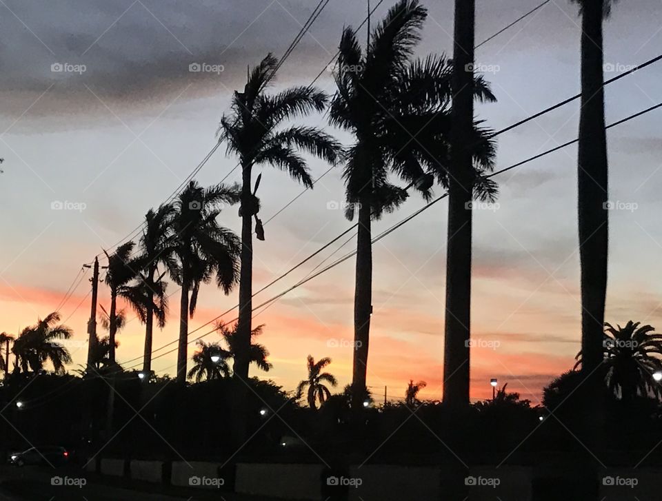 Florida sky and palm trees 