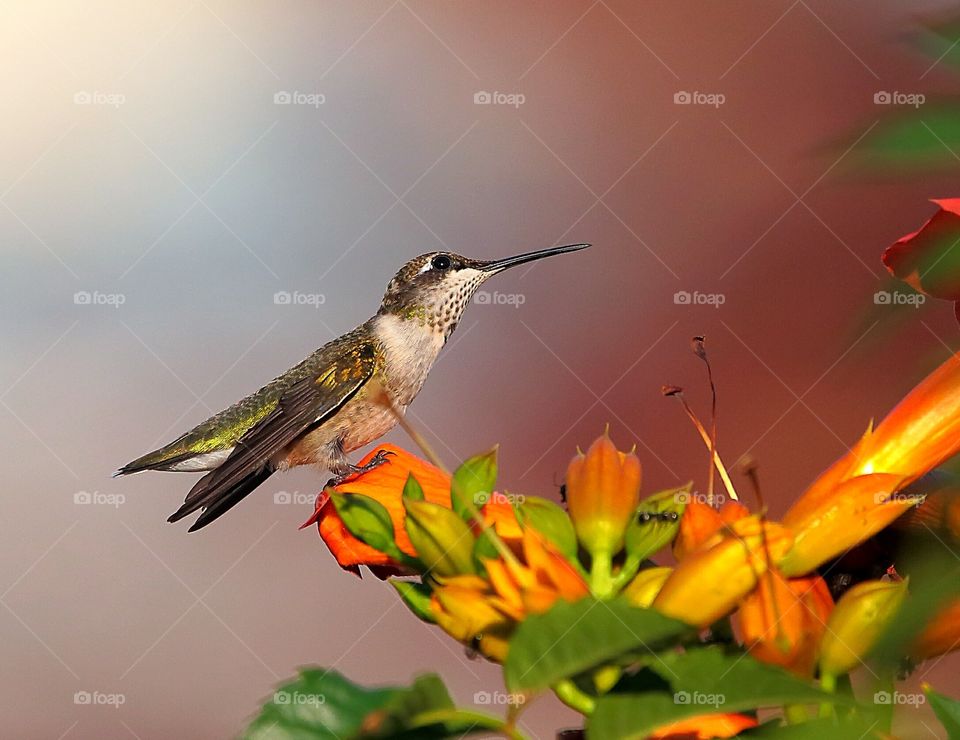 ruby-throated hummingbird