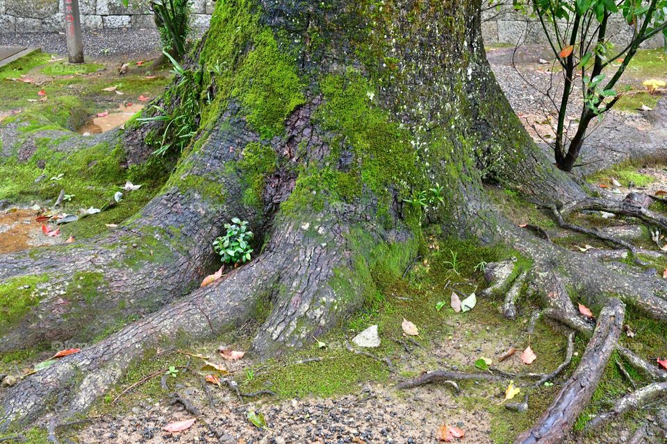 Tree roots