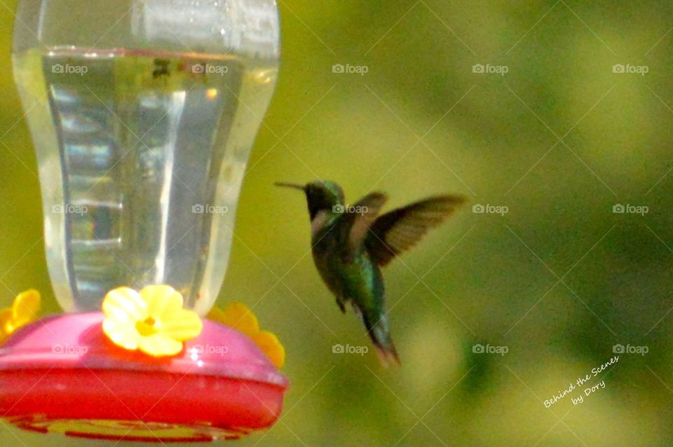 Hummingbird coming to eat