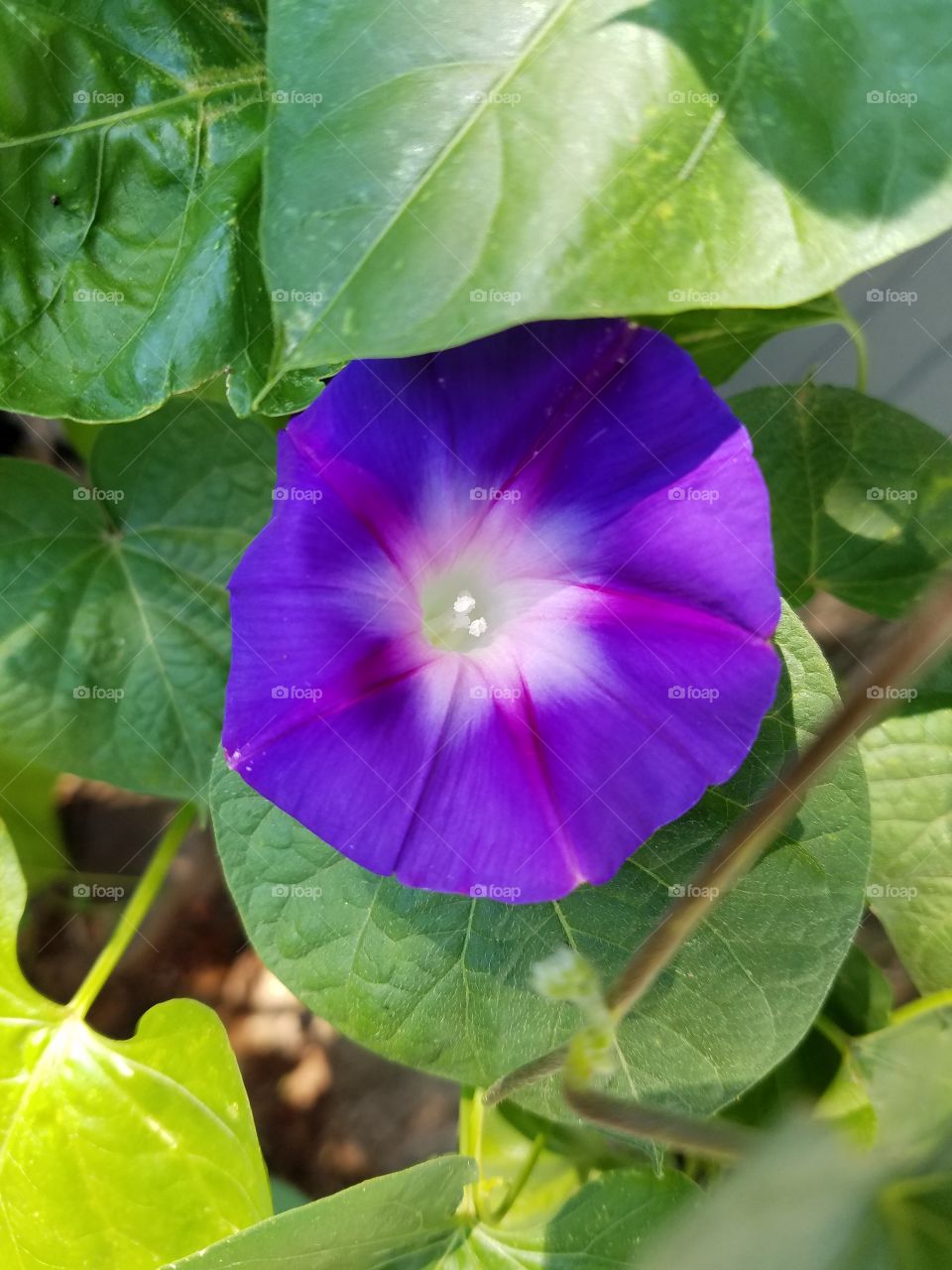 beautiful purple morning glory flower