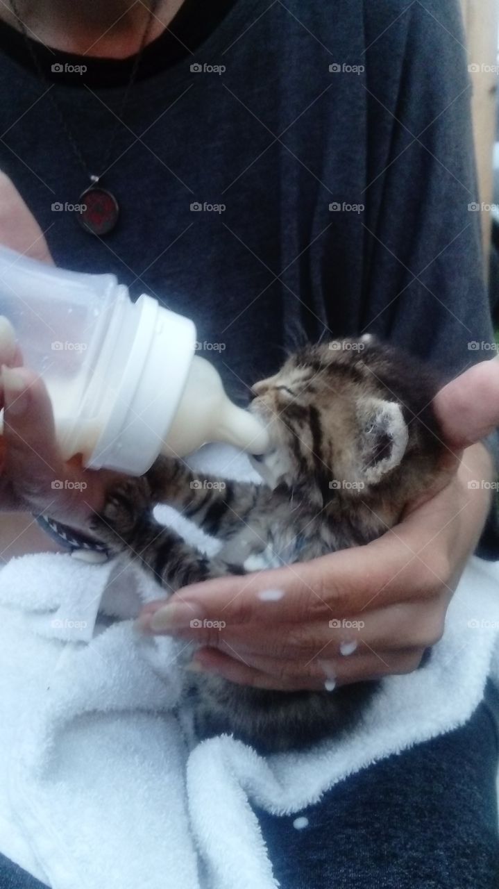 Kitten orphan