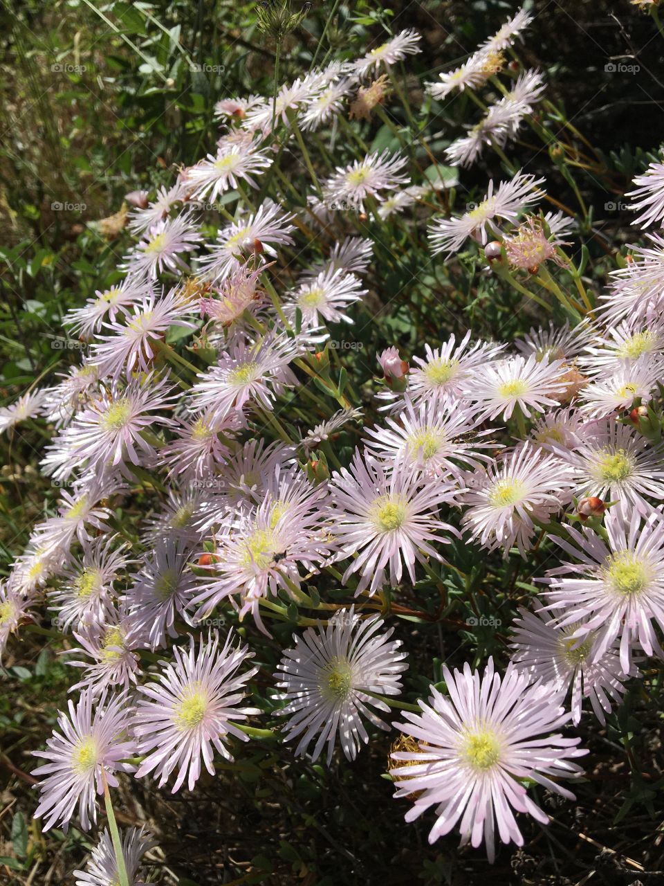 Blooming bouquet as little stars