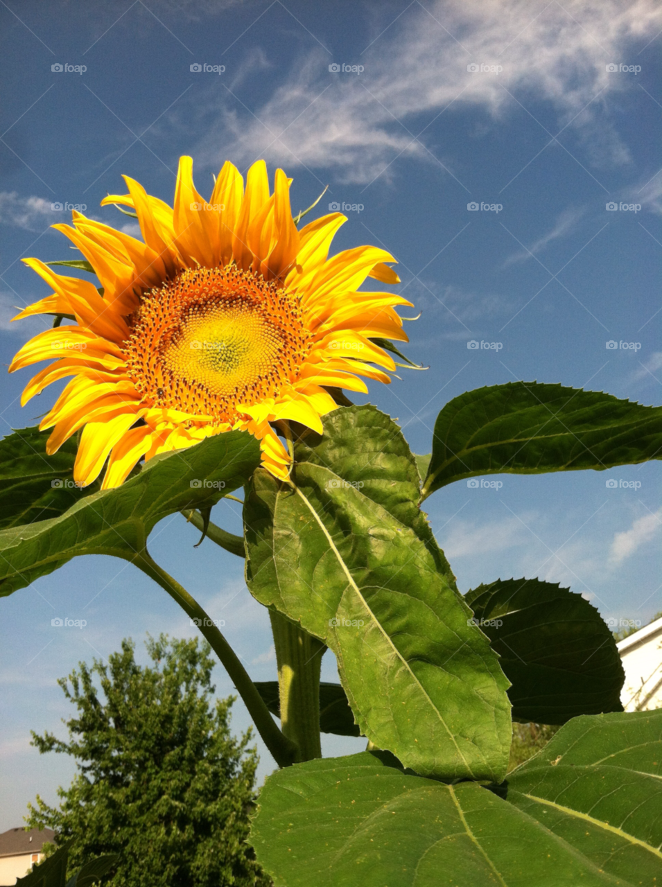 sky spring yellow flower by jasonoleham