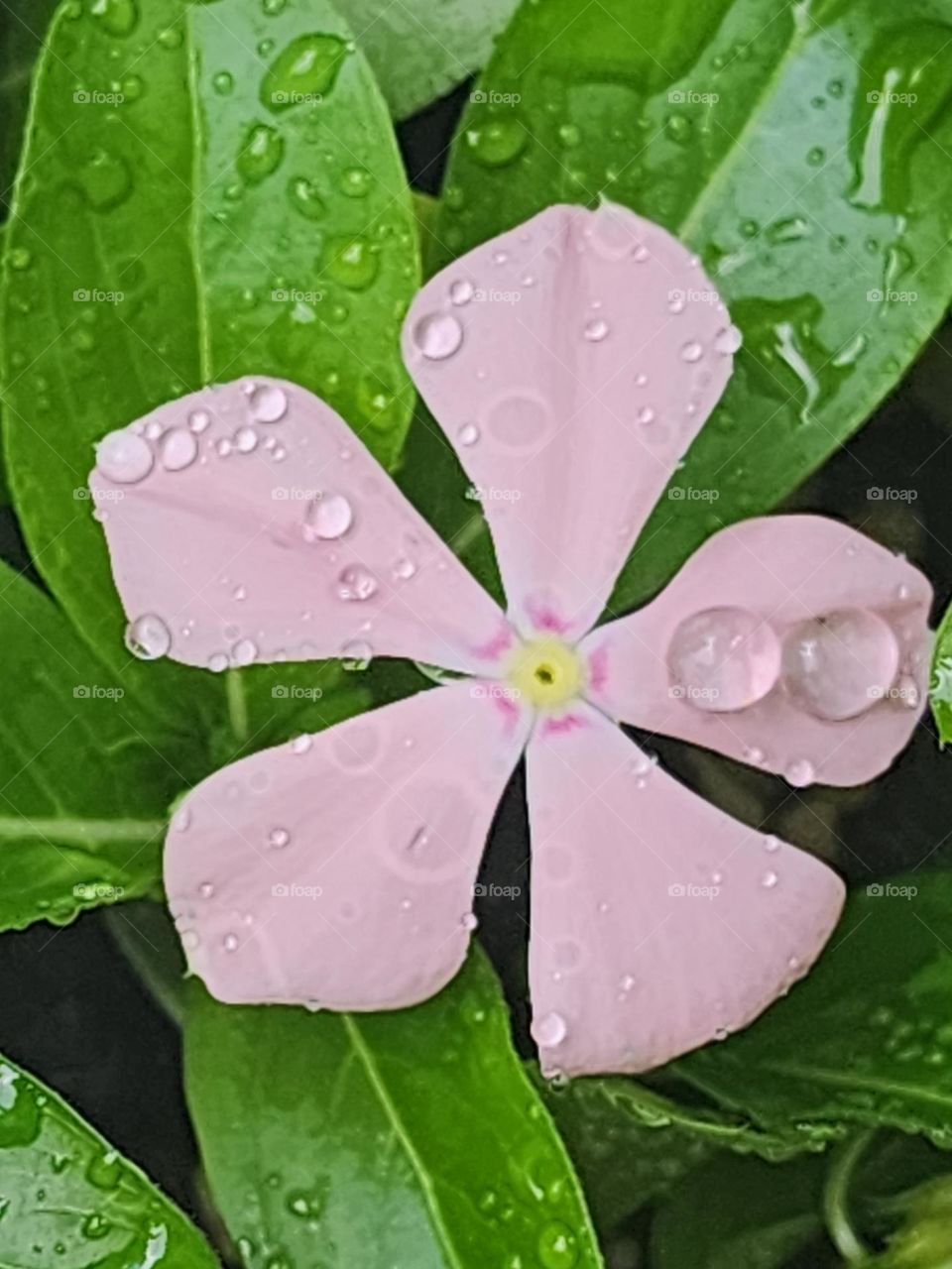 raindrops vinca