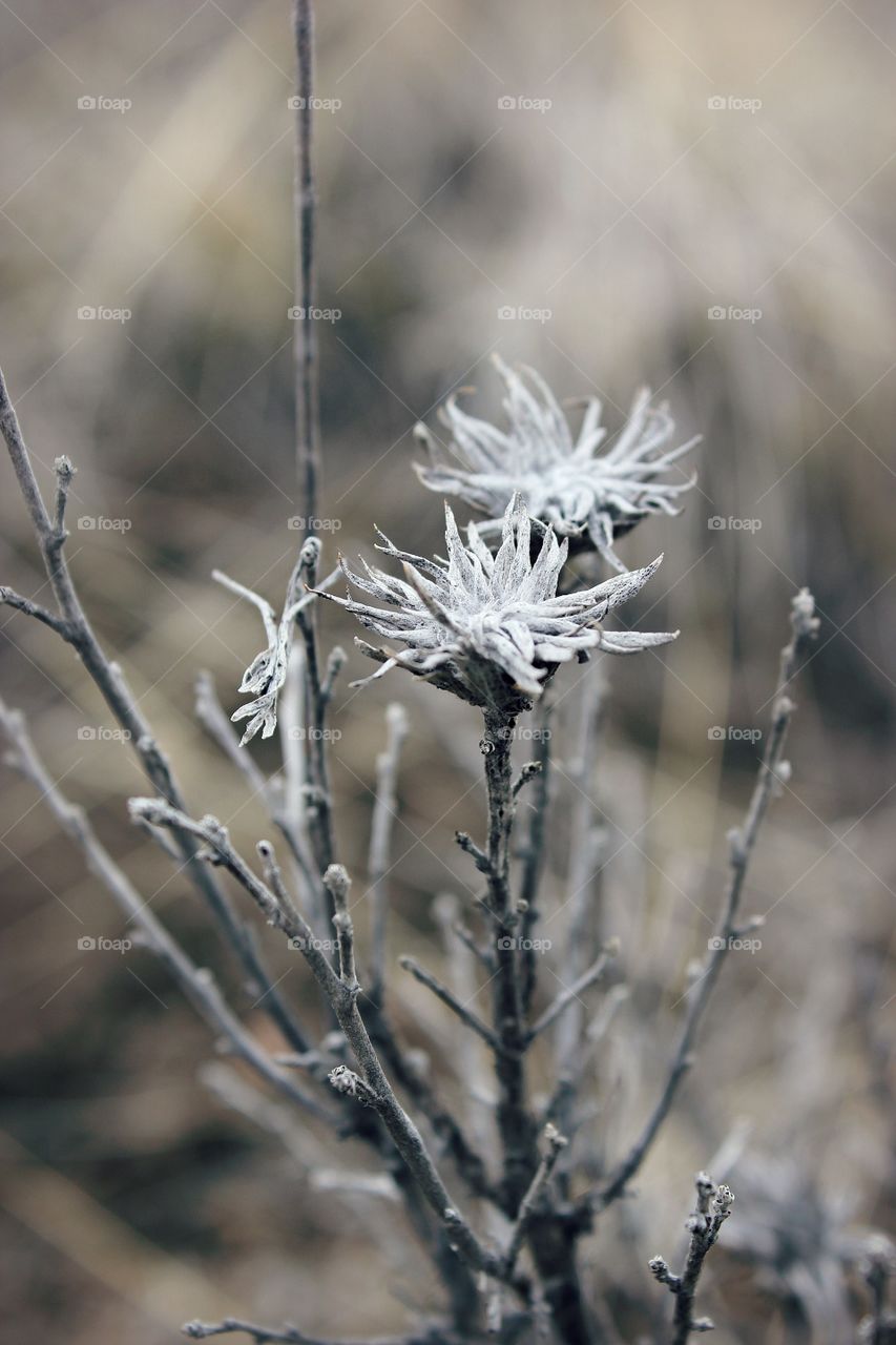 Winter Bloom