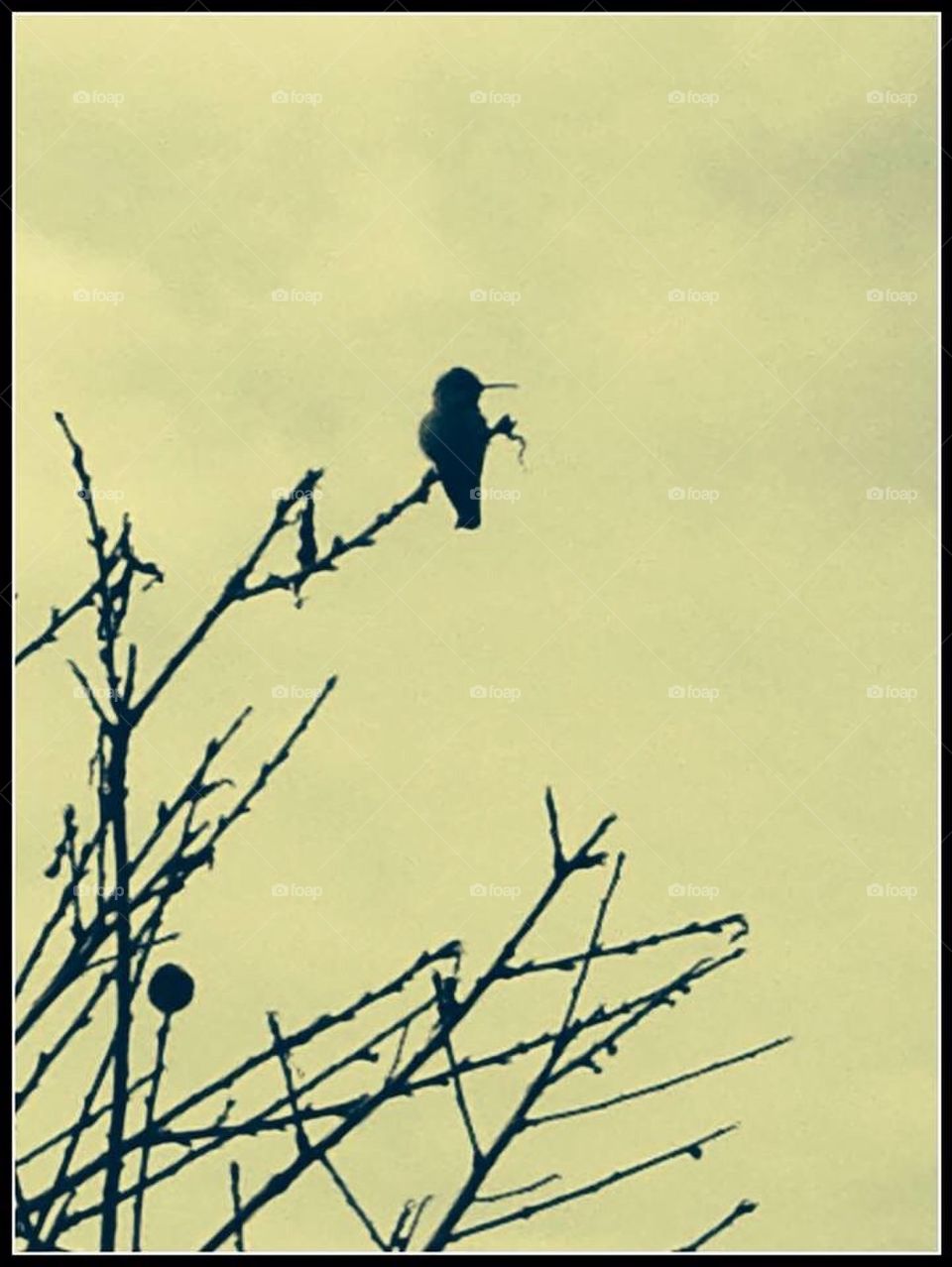 Hummingbird sitting in a peach tree. 