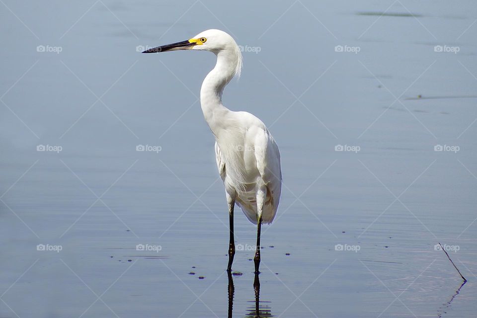 Great white egret.