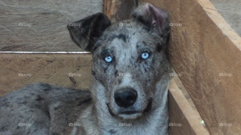 Great Dane and Siberian mix dog