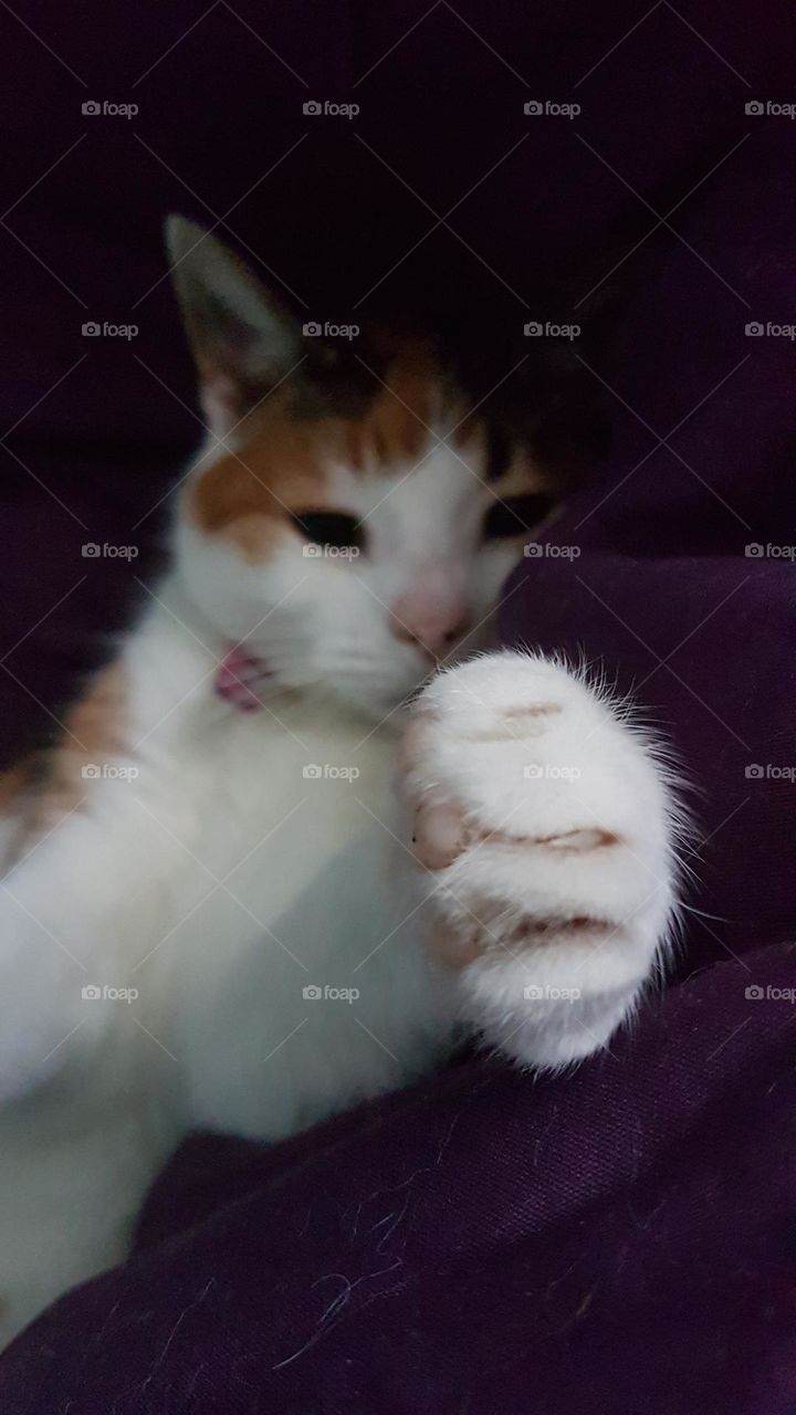 Tortoiseshell Cat in Cute Pose