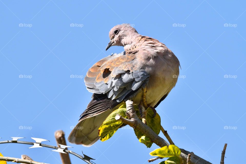 African laughing dove sitting on a stick fence 