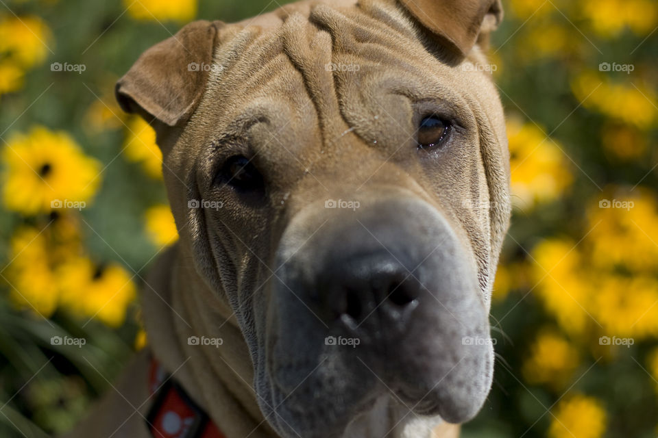 Sharpei puppy in a field of flowers