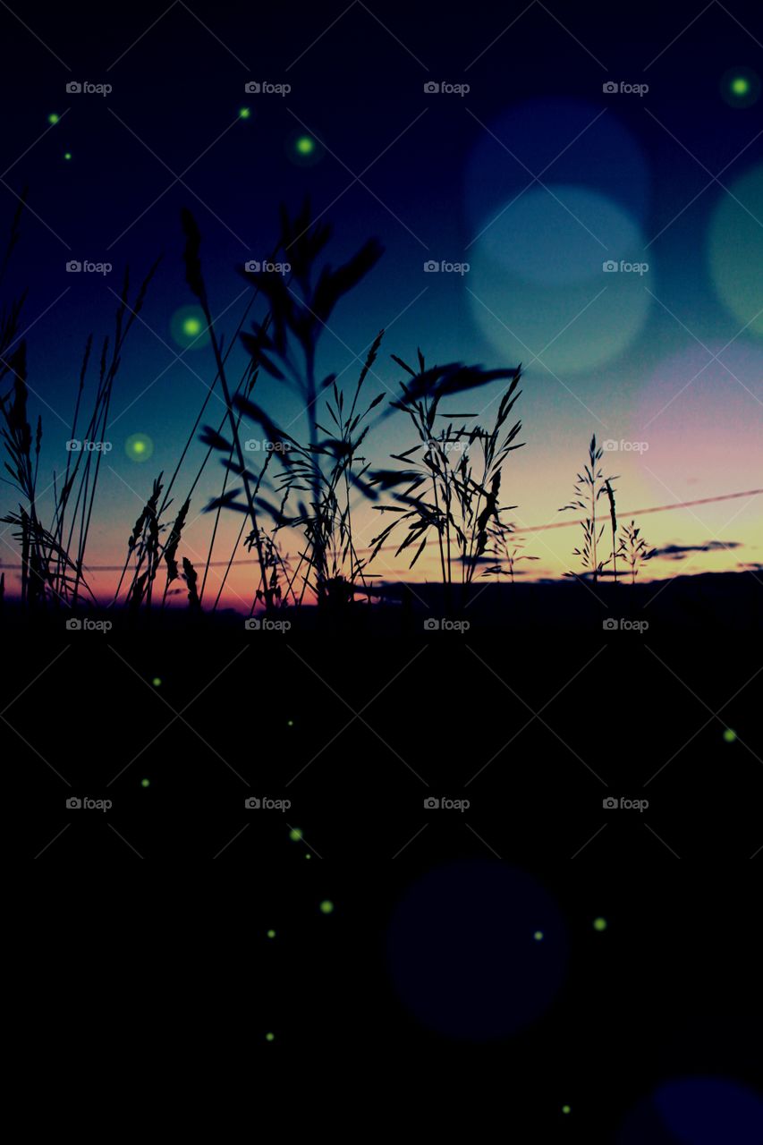 Sunset, dawn, sun, grass, grass at dawn, shadows of dawn, shadows of sunset, dawn in nature, natural silence, rustle of grass, evening haze, clear evening sky, sky in the field, sky without stars, fireflies,