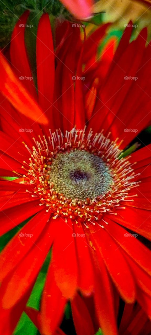 gerbera flower
Flor da Gerbera