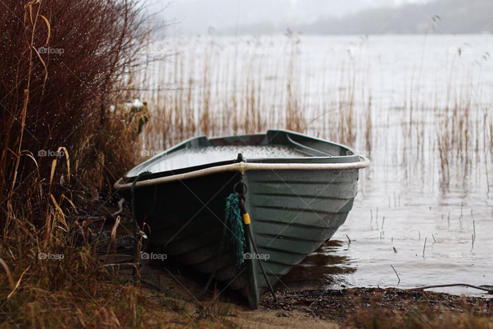 winter white black reeds by mojo26
